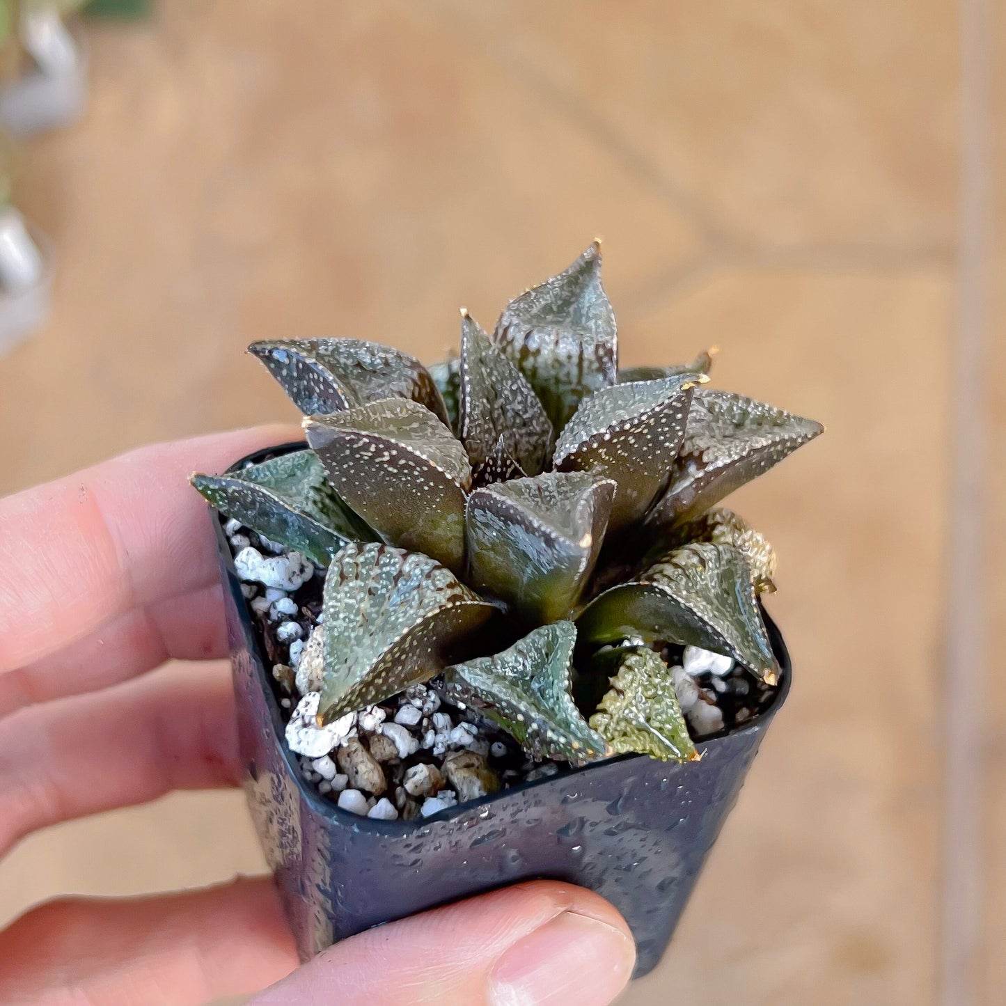 Haworthia Silver Longevity (#HE3) | Impored Haworthia | Rare Haworthia | Rare Succulant