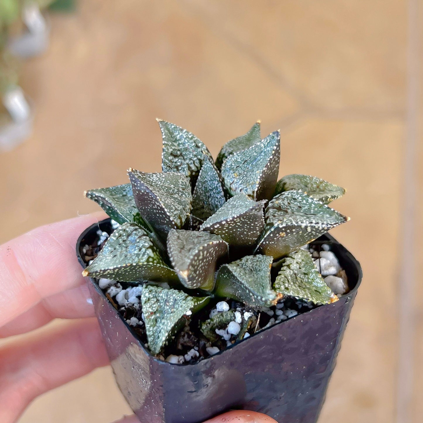 Haworthia Silver Longevity (#HE3) | Impored Haworthia | Rare Haworthia | Rare Succulant