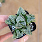 Haworthia Wimii Hatsushimo First Frost (#HE5) | Rare Imported Succulent