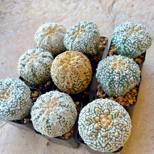 Astrophytum (T3)(1~12) | Imported Plants