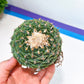 Echeveria Artich Cactus (#V7)| Cactus | Rare House Plants