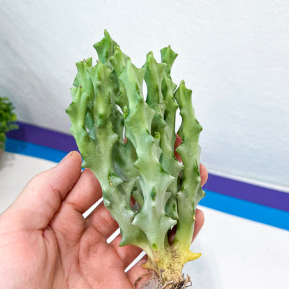 Caralluma Socotrana (#V8) | Rare Cactus | Starfish Flower | 5~6 Inch Tall