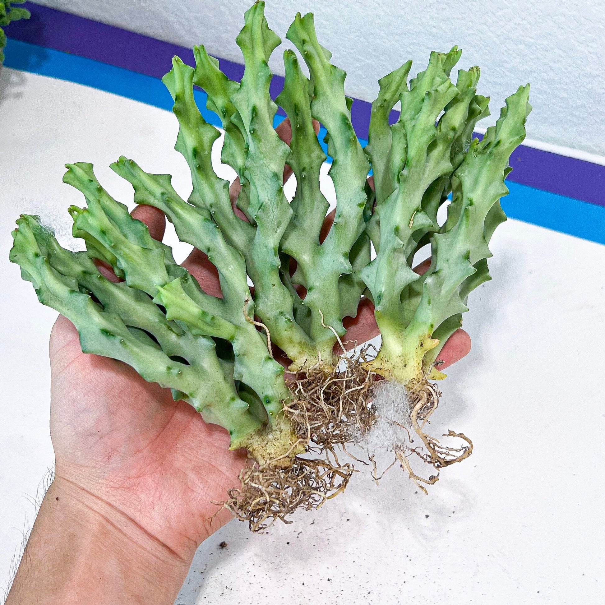 Caralluma Socotrana (#V8) | Rare Cactus | Starfish Flower | 5~6 Inch Tall