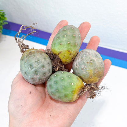 Rare Tephrocactus Geometricus: Single Ball Cactus