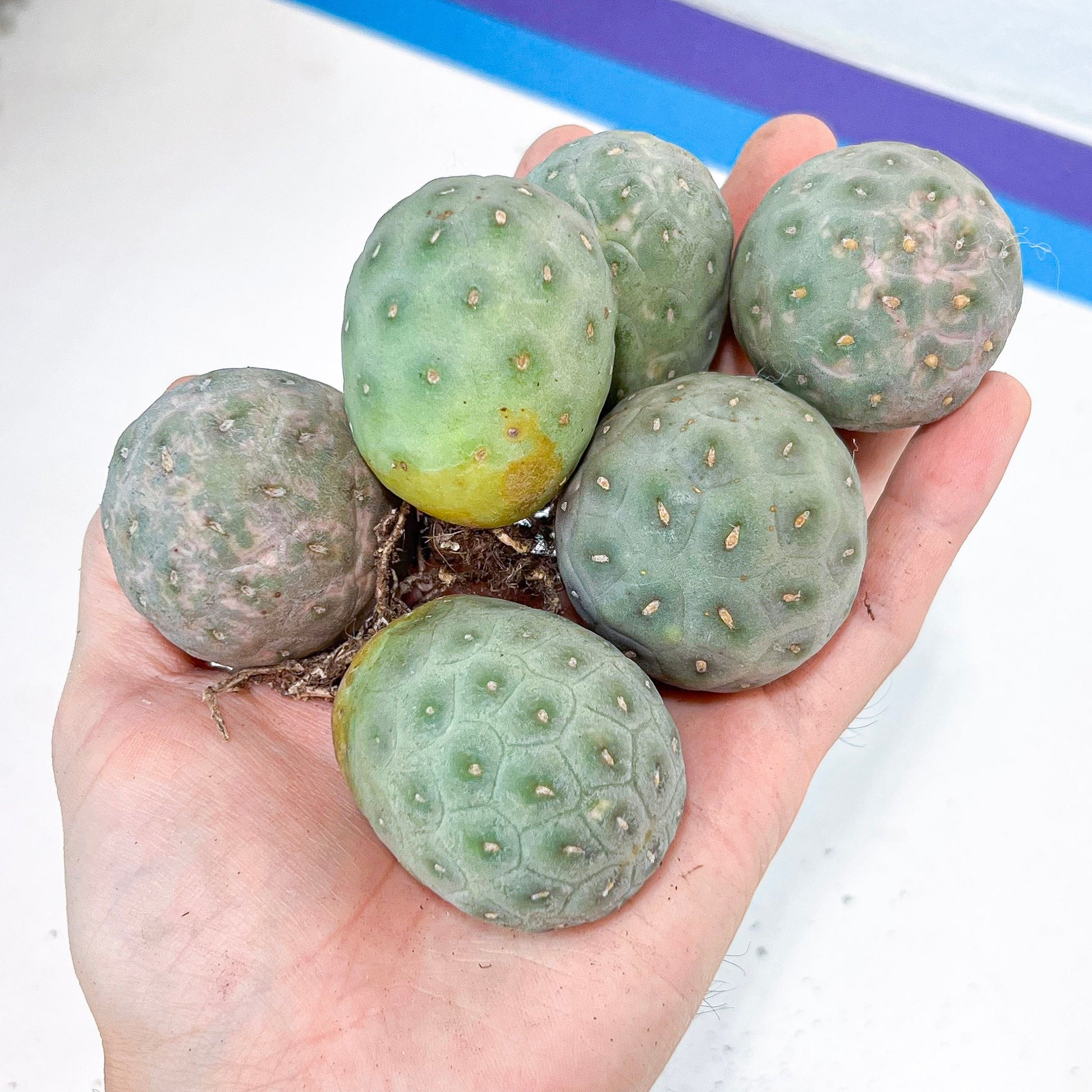 Rare Tephrocactus Geometricus: Single Ball Cactus