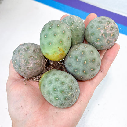 Rare Tephrocactus Geometricus: Single Ball Cactus