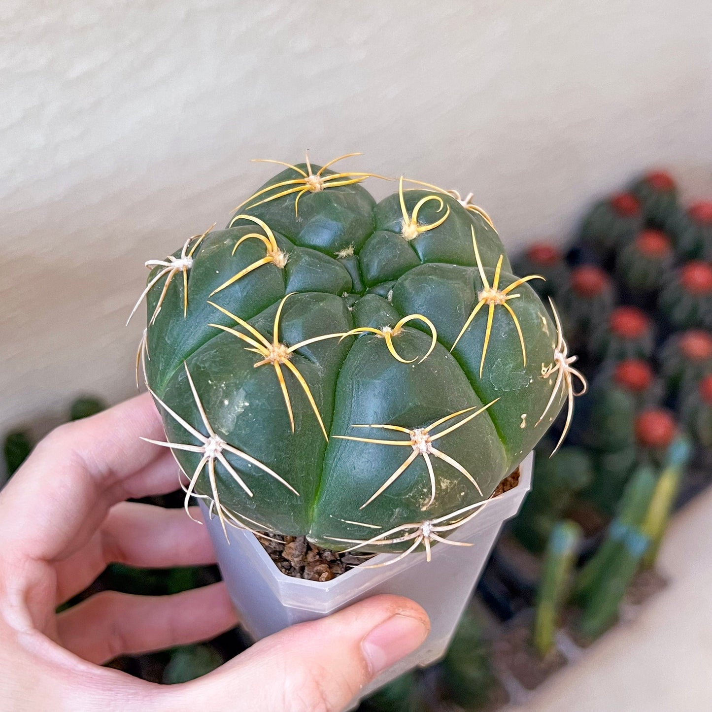 Giant Gymnocalycium Horstii (#V2) | Live cactus | 3.6inch Wide