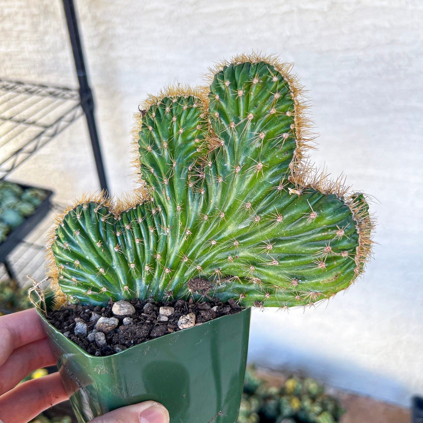 Lemaireocereus Stellatus f. Cristata (#M4) | Rare Succulents | Indoor Cactus