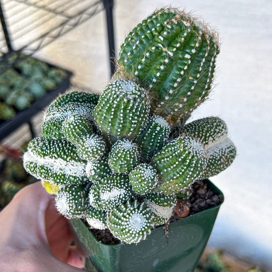 Notocactus Scopa cv. Inermis Cristata (#M9) | Indoor Cactus | Easy Care Cactus