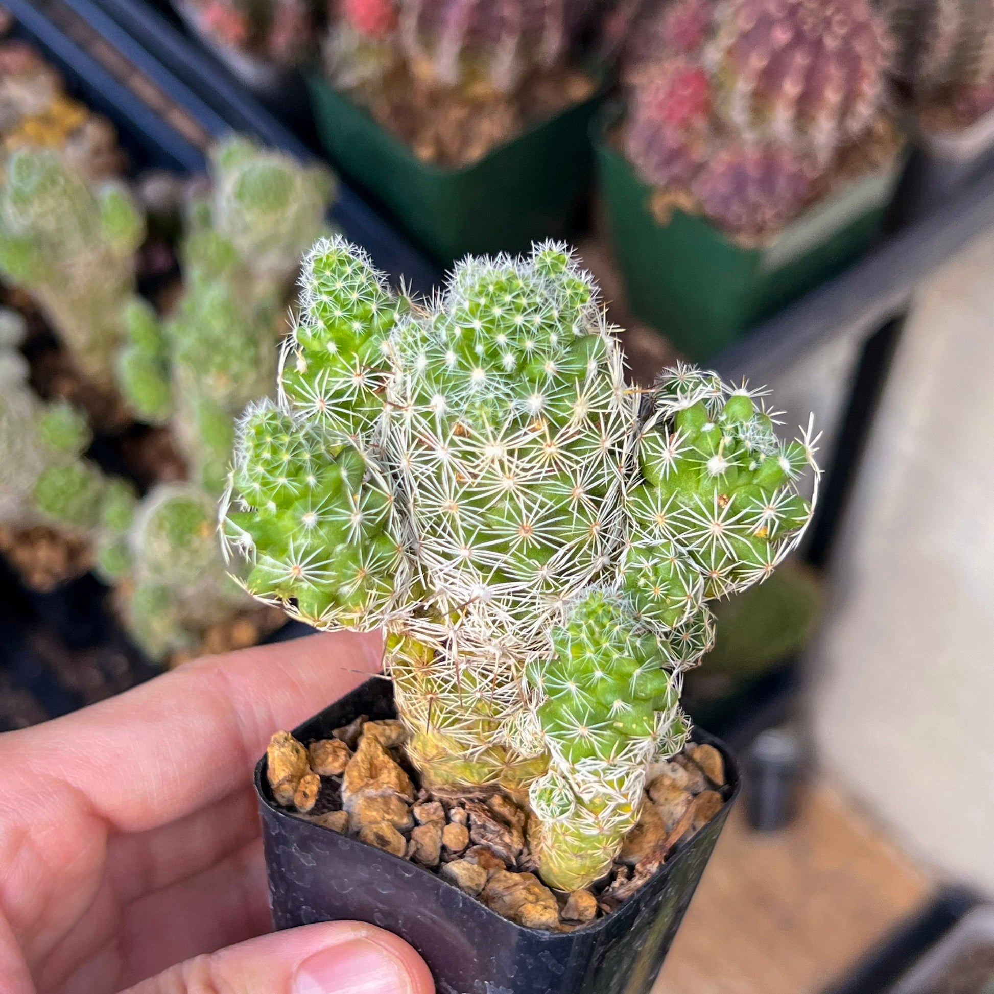 Mammillaria Vetula Ssp. Gracilis (#V101) | Cactus Plant Live | Rare Cactus