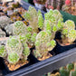 Mammillaria Vetula Ssp. Gracilis (#V101) | Cactus Plant Live | Rare Cactus