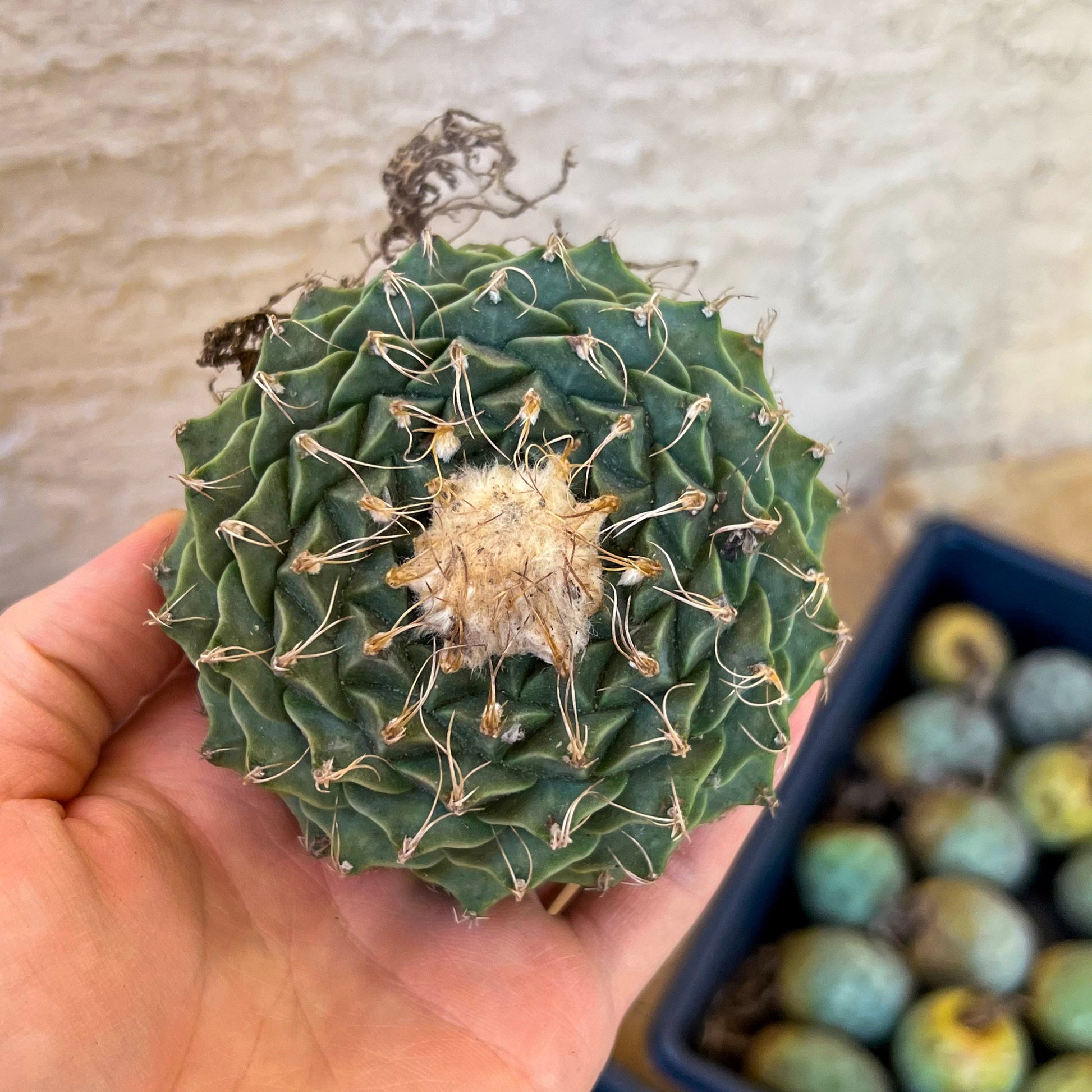 Echeveria Artich Cactus | Cactus | Rare House Plants