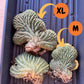Myrtillocactus Geometrizans Cristata Yin Yang Variegata (#M44) | Very Rare Import