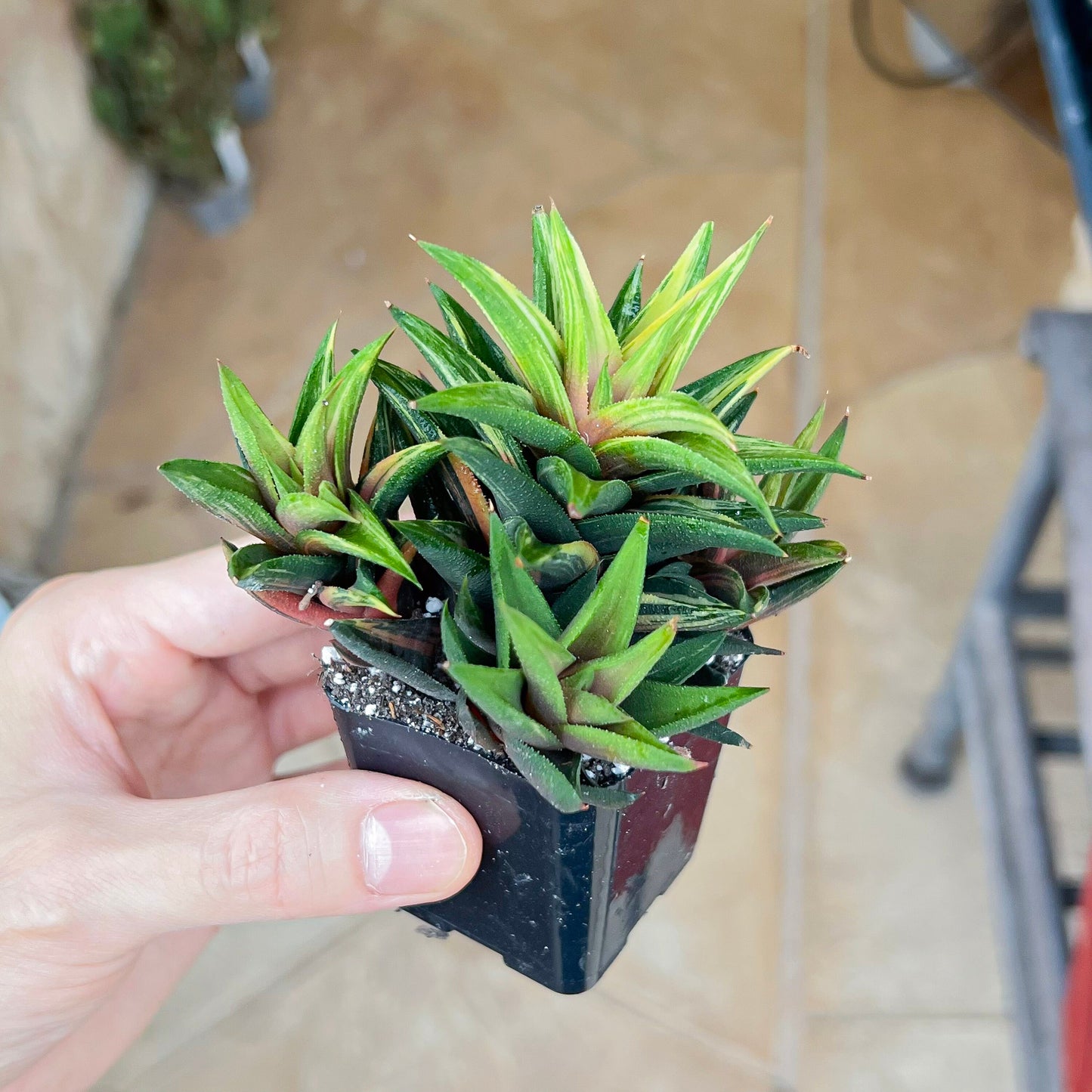 Haworthiopsis Tortuosa Variegata (#HZ5) | Impored Haworthia | Rare Haworthia