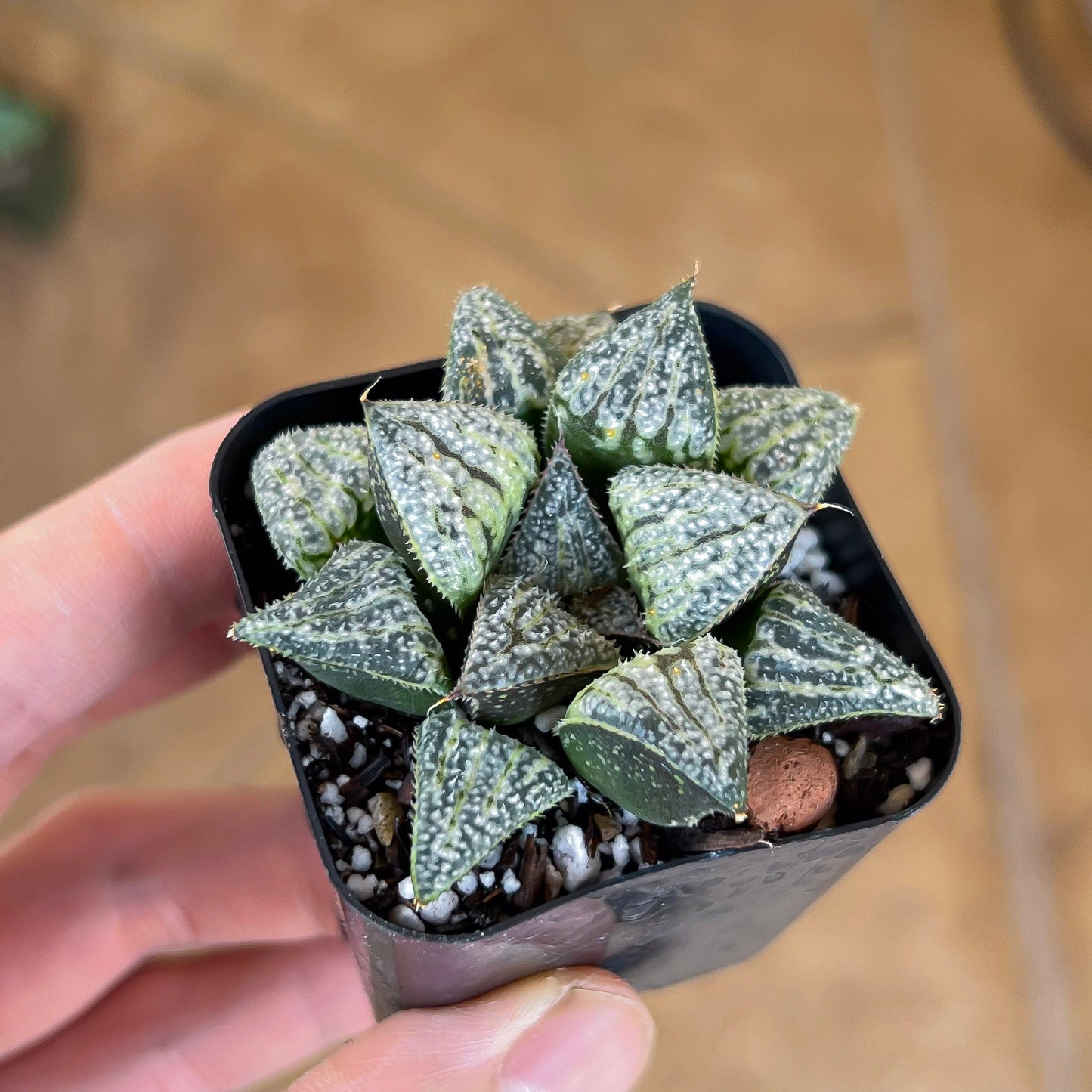 Haworthia Yukigeshiki (#HC3) | Impored Haworthia | Rare Haworthia | Rare Succulant