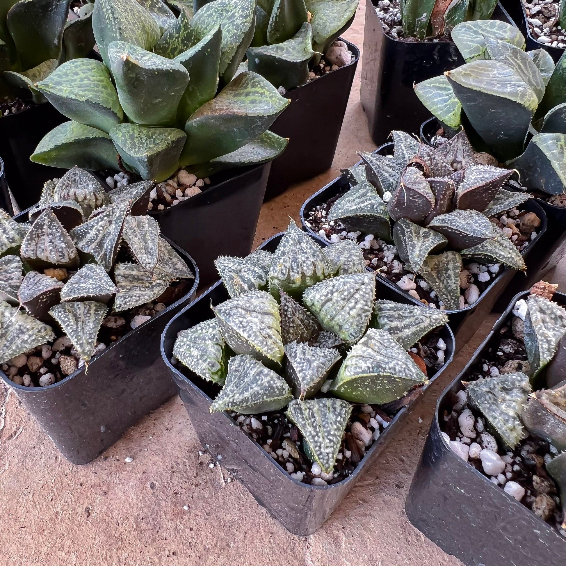 Haworthia Yukigeshiki (#HC3) | Impored Haworthia | Rare Haworthia | Rare Succulant