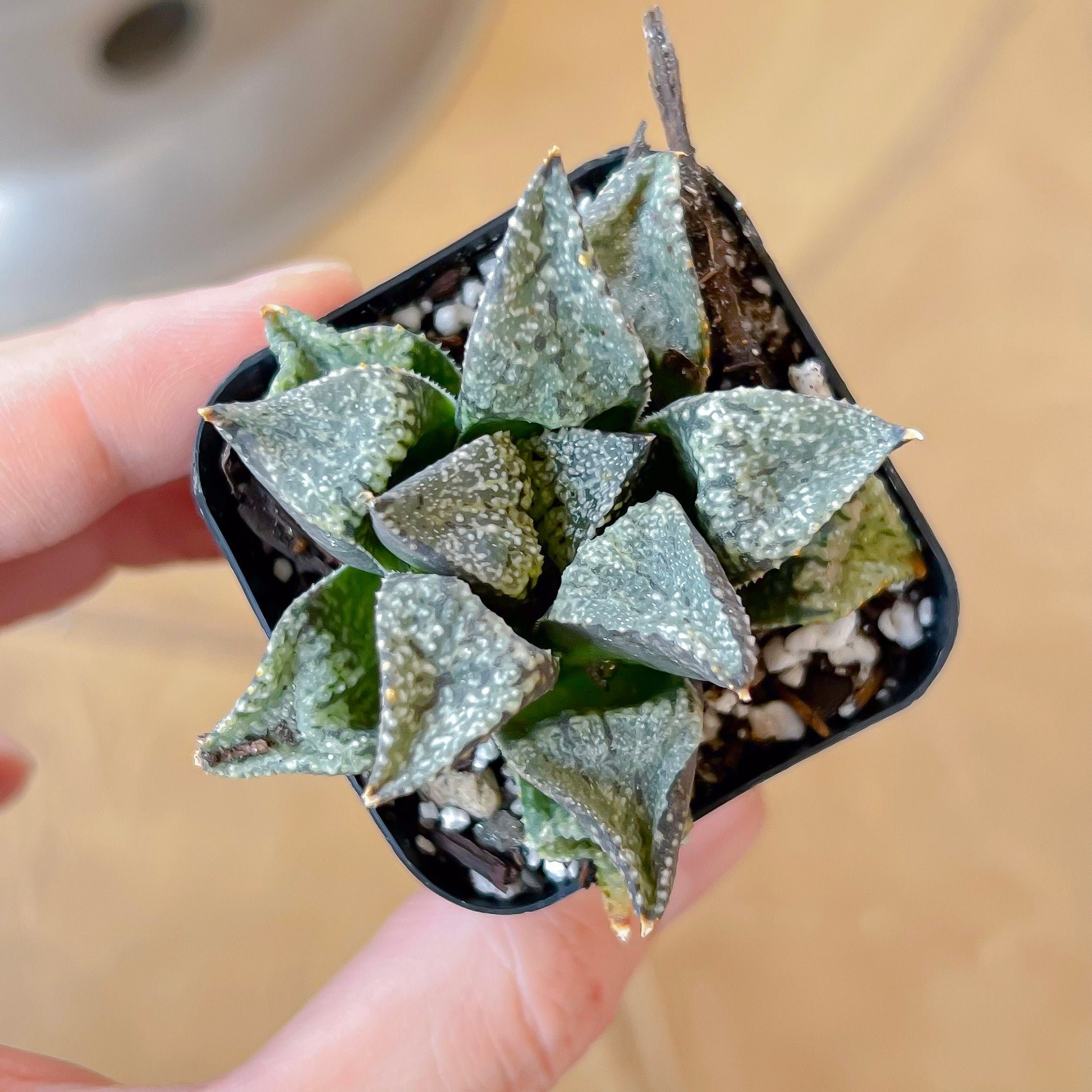 Haworthia Blue Crab (#HB4) | Impored Haworthia | Rare Haworthia | Rare Succulant