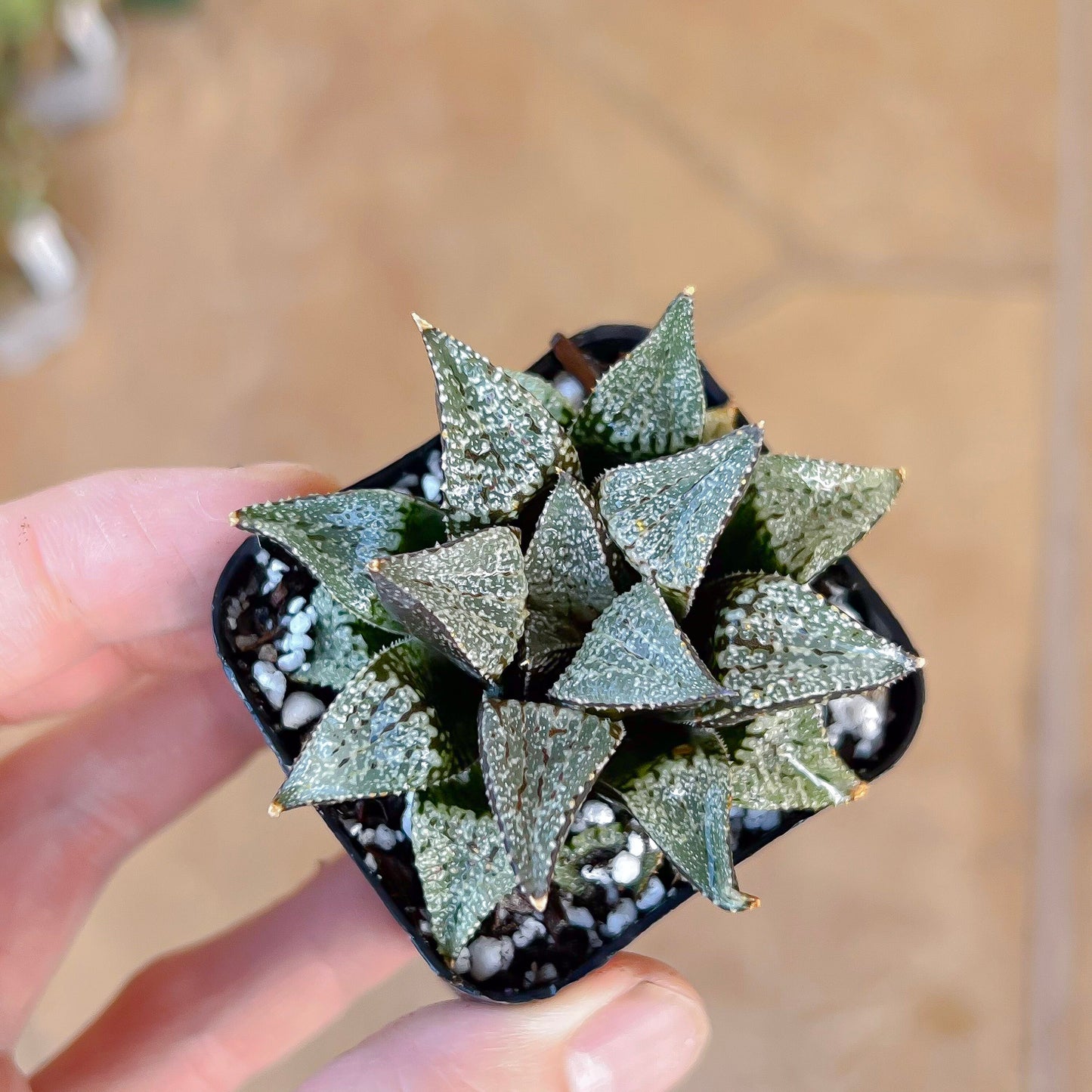 Haworthia Silver Longevity (#HE3) | Impored Haworthia | Rare Haworthia | Rare Succulant