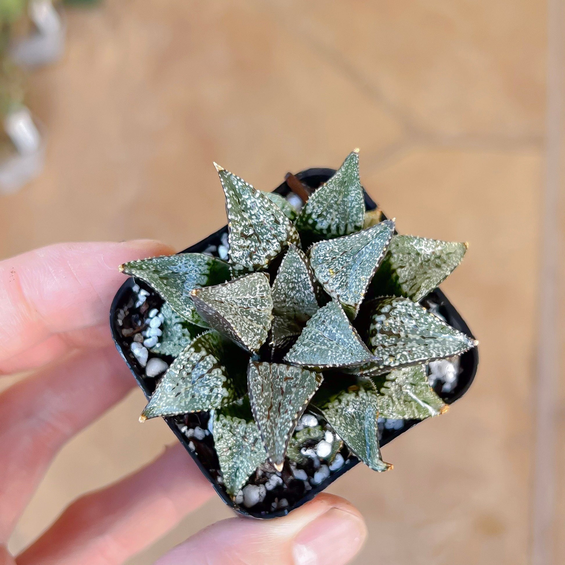 Haworthia Silver Longevity (#HE3) | Impored Haworthia | Rare Haworthia | Rare Succulant