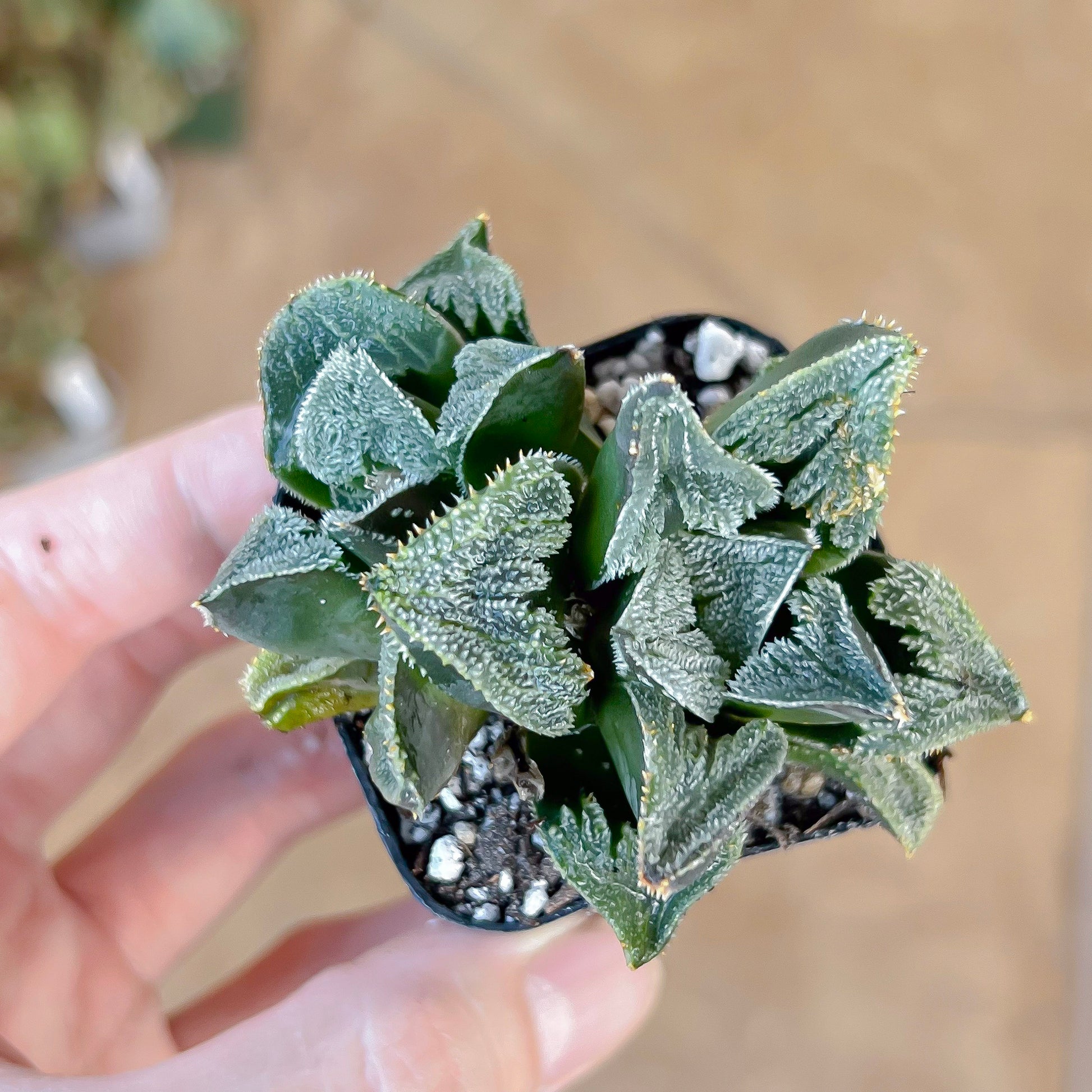 Haworthia Wimii Hatsushimo First Frost (#HE5) | Rare Imported Succulent