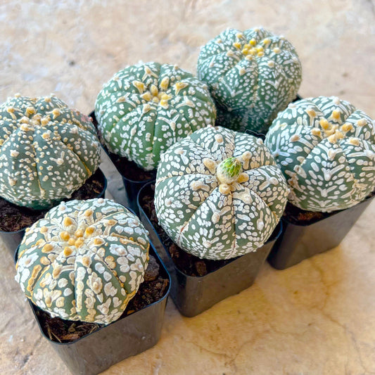 Astrophytum (T3)(13~18) | Imported From Japan
