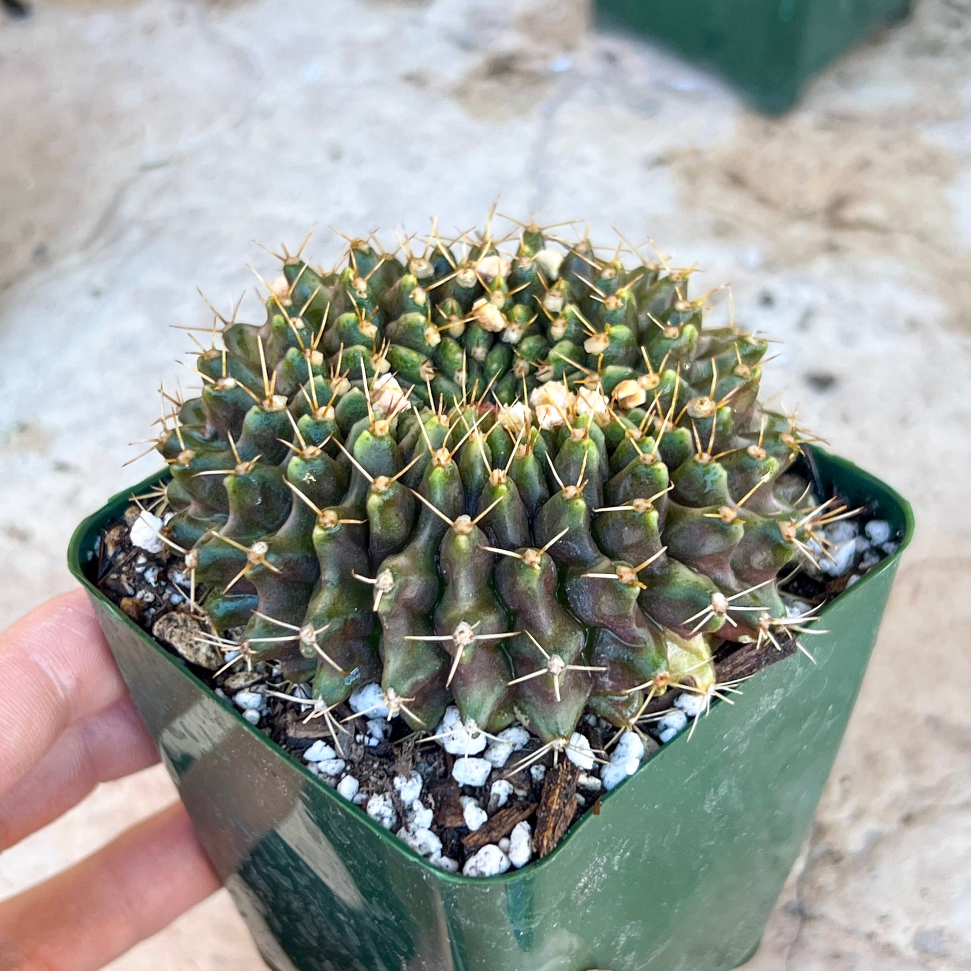 Gymnocalycium Anisitii Var. Cristata Round (#V1) | Rare Import | Easy Care Cactus