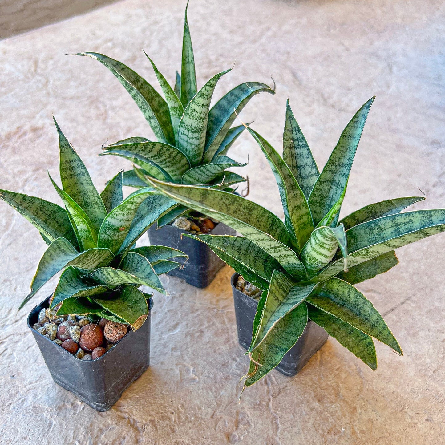 Sansevieria Crocodile Rock (#H1) | Indoor Snake Plants | Rare Snake Plant