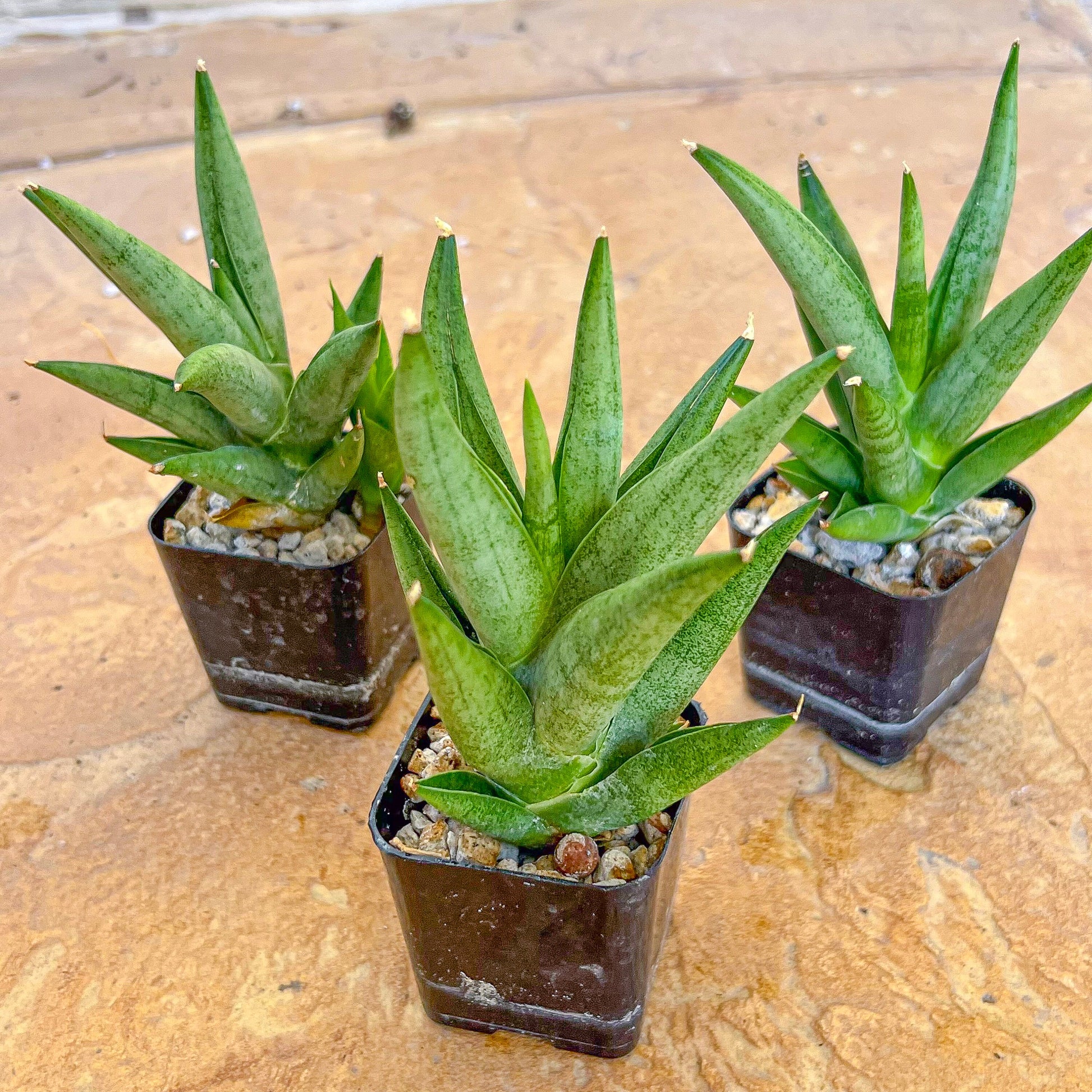 Sansevieria Snow Fountain (#AC3) | Rare Imported House Plants | 2" Planter