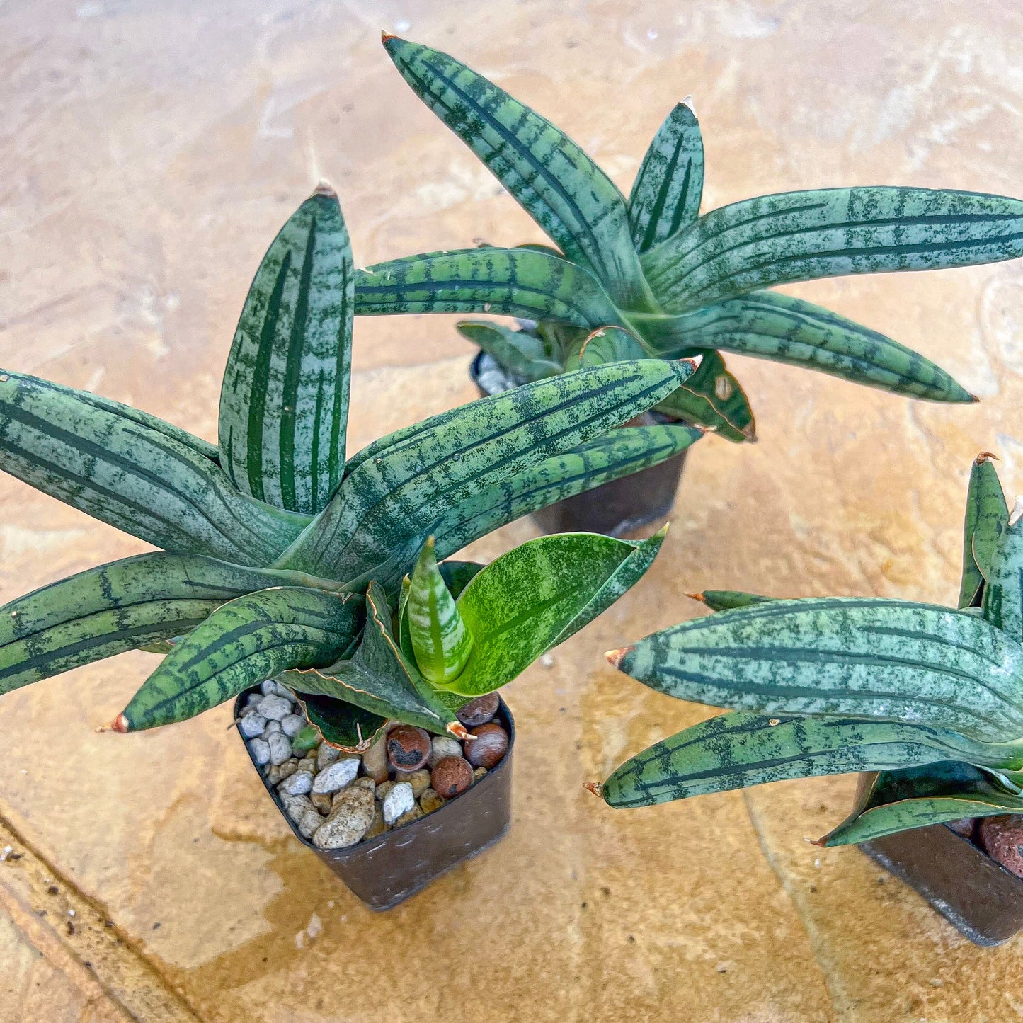 Sansevieria Rocker (#AC8) | Rare Imported House Plants | Hybrid Species