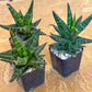 Sansevieria Blorong (#H6) | Rare Imported House Plants | Rare Snake Plant