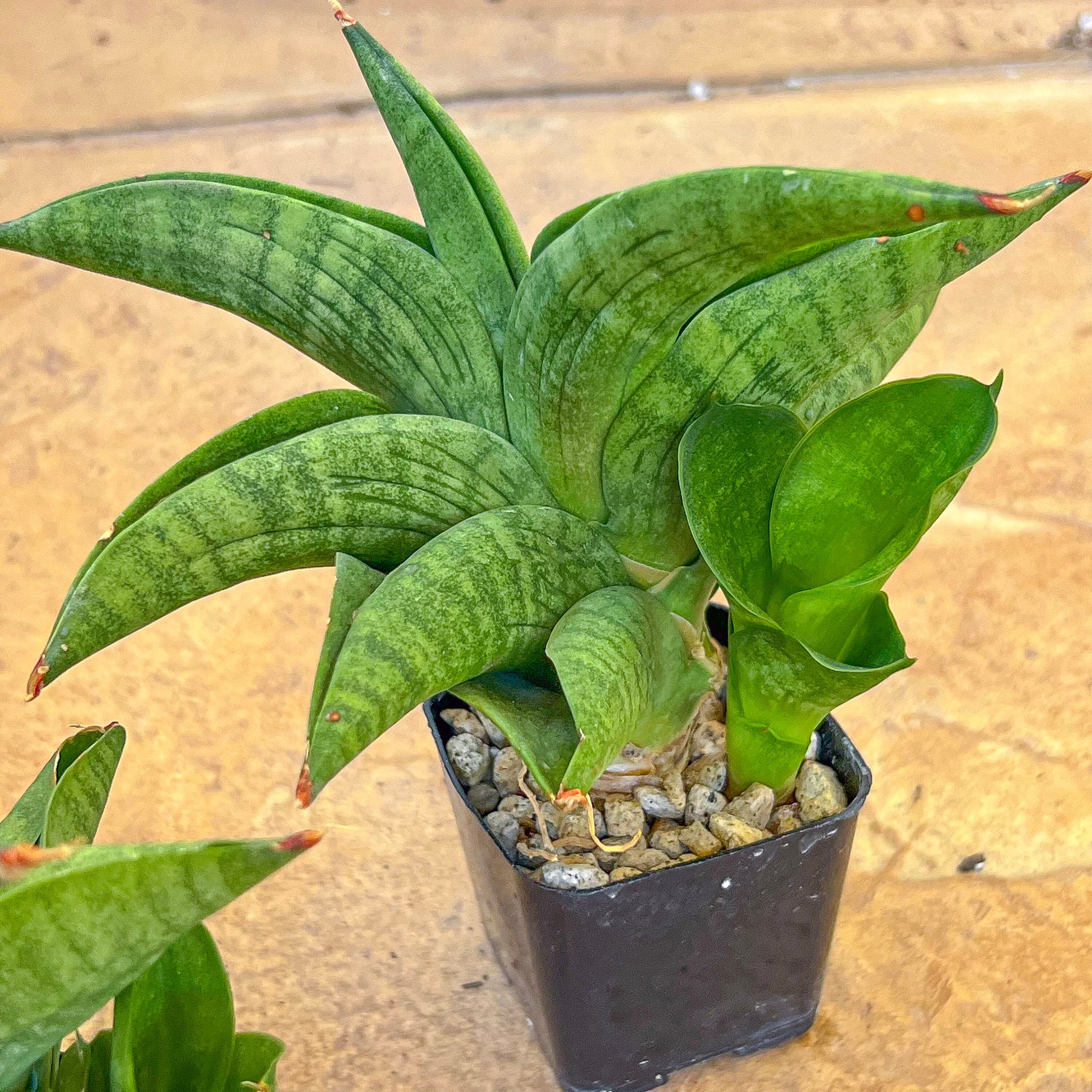 Sansevieria Thornado Dragon (#AC32) | Rare Imported House Plants | 2" Pot