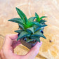 Rare Import - Haworthia Catevala Tessellata (#HZ9) | Rare Imported Succulents