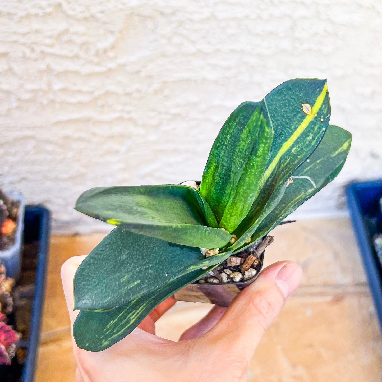 Gasteria Nitida Variegated (#A3) | South African Plants | Imported Plants