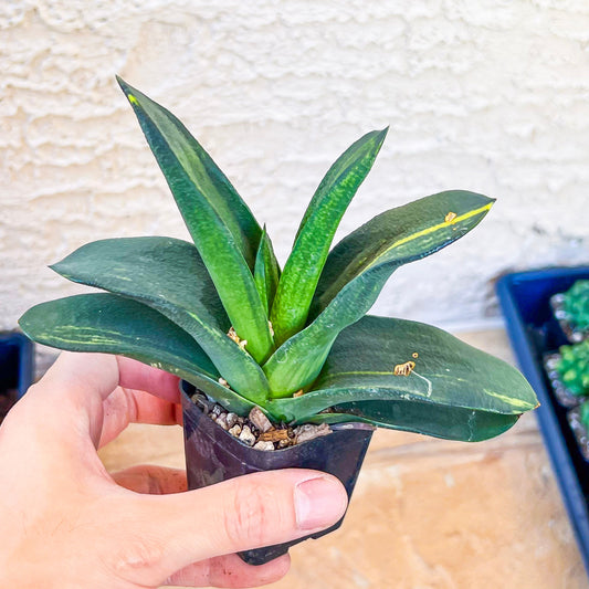 Gasteria Nitida Variegated (#A3) | South African Plants | Imported Plants