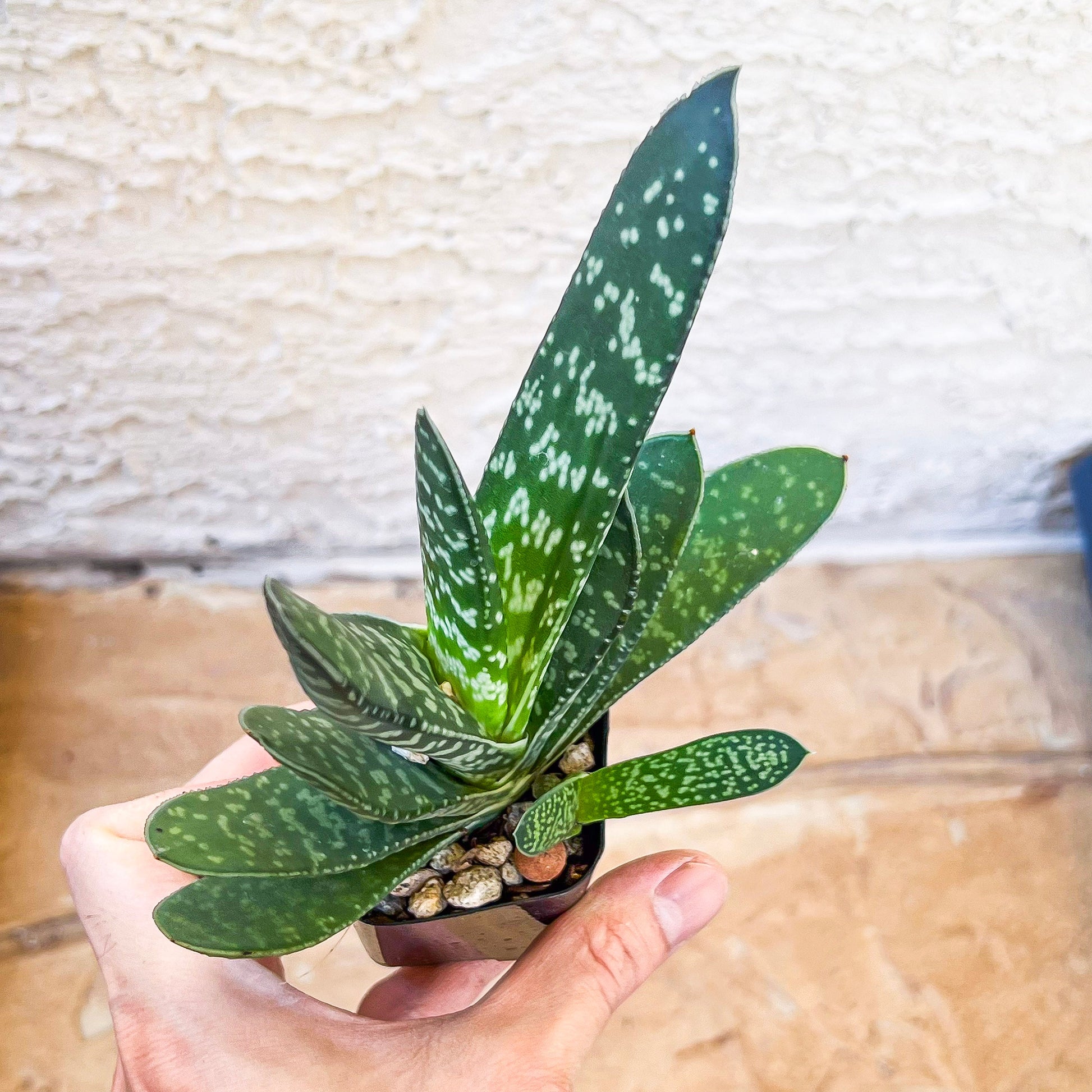 Gasteria Pillansii (#J1) | South African Plants | Imported Plants