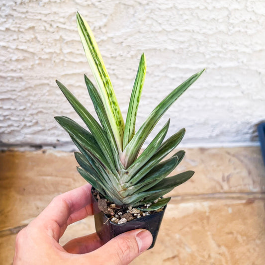 Rare Gasteria Hybrid (#F1) | South African Plants | Imported Plants