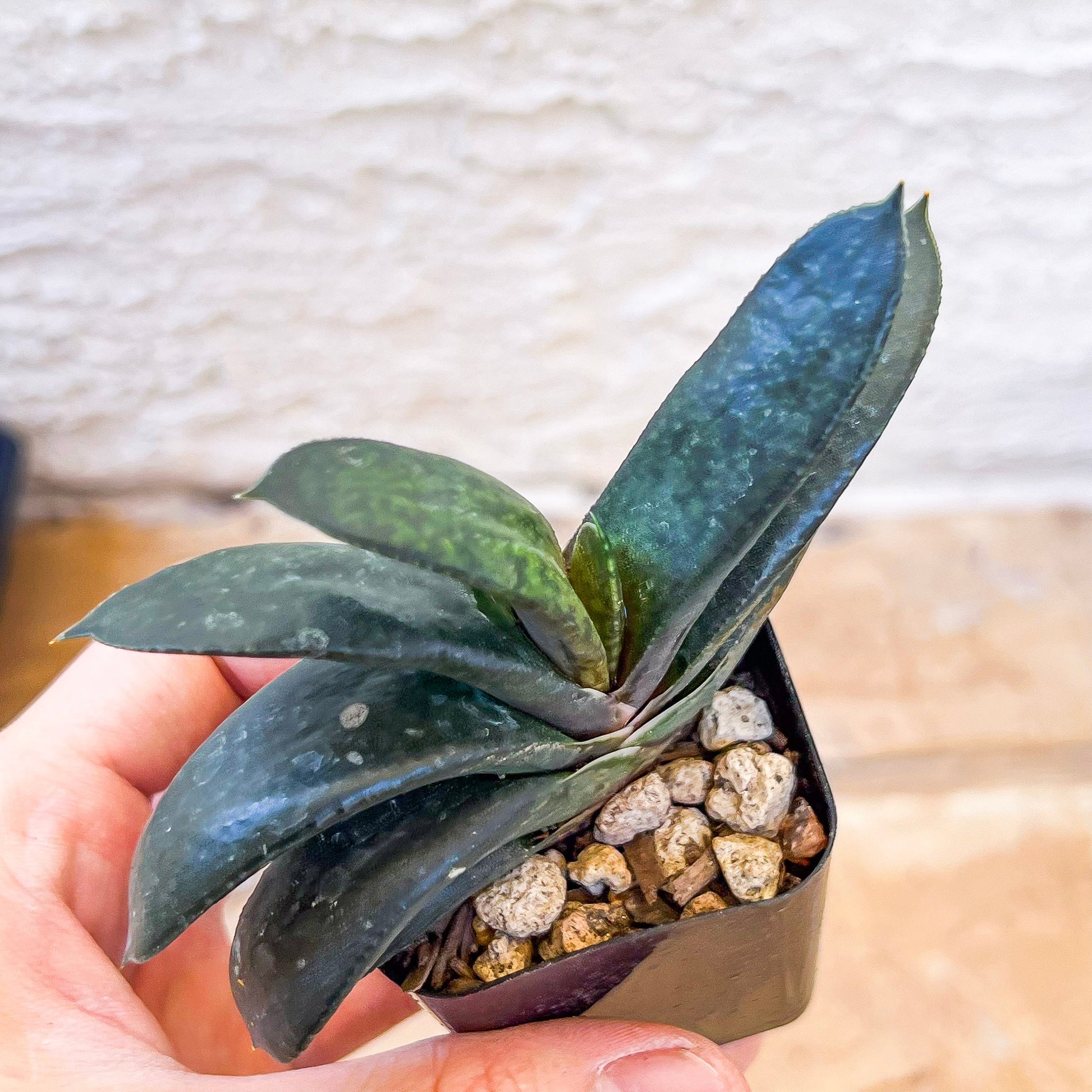 Gasteria Armstrongii | South African Plants | Imported Plants