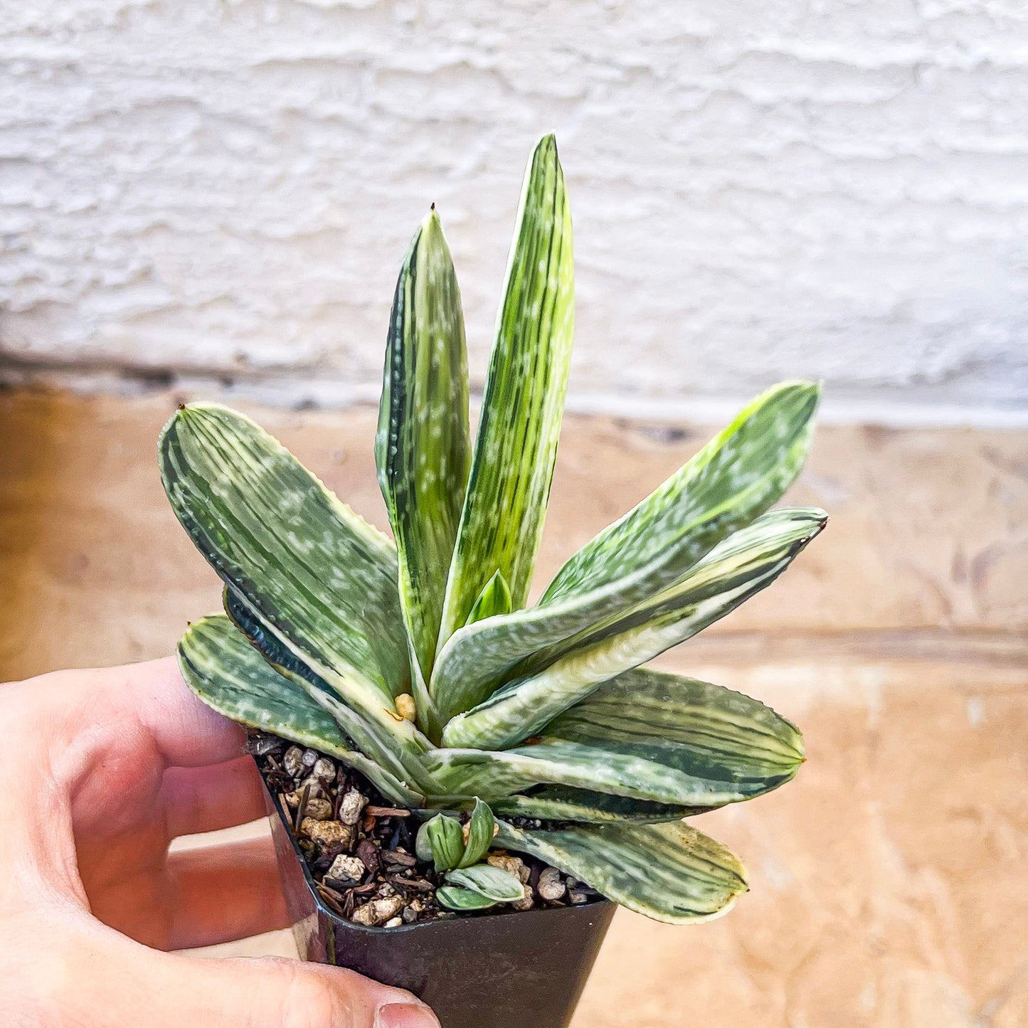 Gasteria Nigricans Variegata | South African Plants | Imported Plants