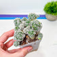 Mammillaria Gracilis Fragilis Cluster | Round Cactus | Easy Care Cactus | 2.8Inch Planter