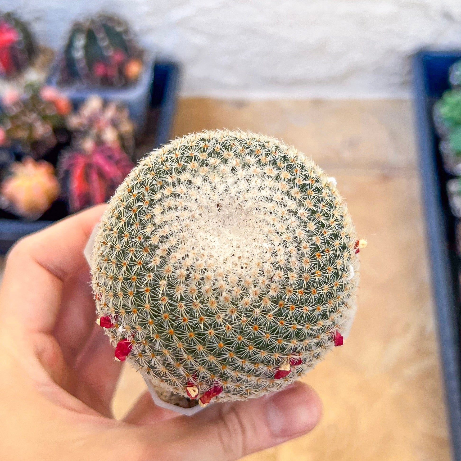 Mammillaria Elegans Cactus | Round Cactus | Easy Care Cactus | 2.8Inch Planter