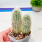 Espostoa Melanostele 2pcs | Old Lady Cactus | Easy Care Cactus | 2.8Inch Planter