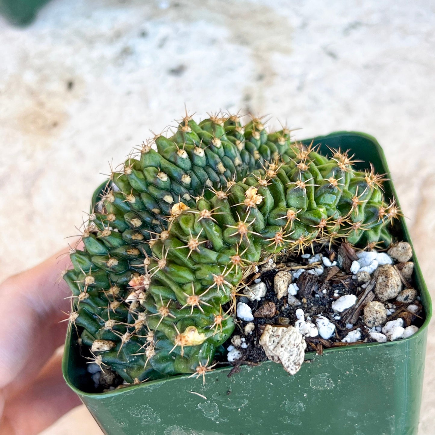 Gymnocalycium Anisitii Var. Cristata Caterpiler (#V1) | Rare Import | Easy Care Cactus