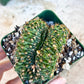 Gymnocalycium Anisitii Var. Cristata Caterpiler (#V1) | Rare Import | Easy Care Cactus