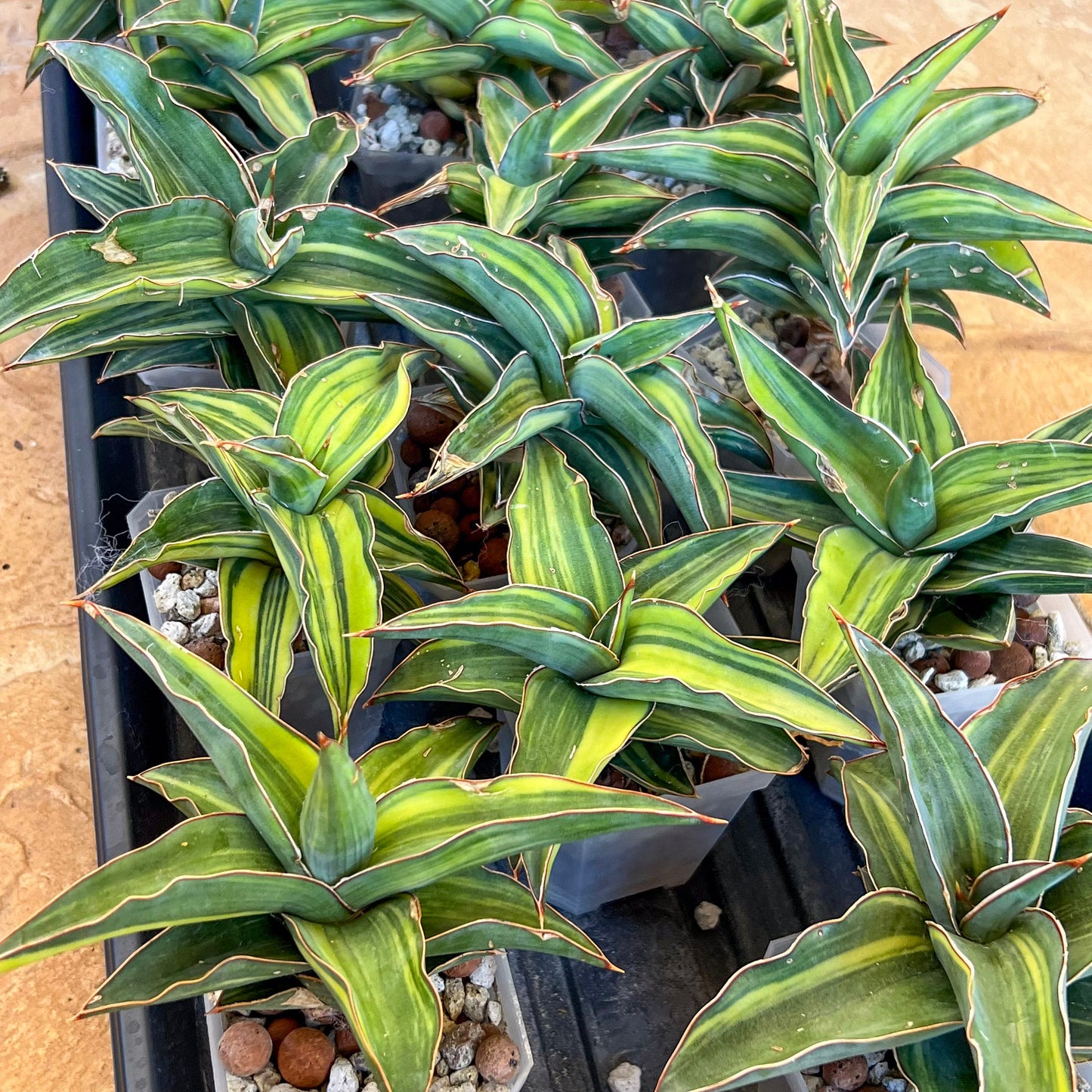 Sansevieria Blue Leaf Variegated (#H1) | Rare Imported House Plants | Rare Snake Plant