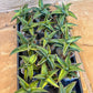 Sansevieria Blue Leaf Variegated (#H1) | Rare Imported House Plants | Rare Snake Plant