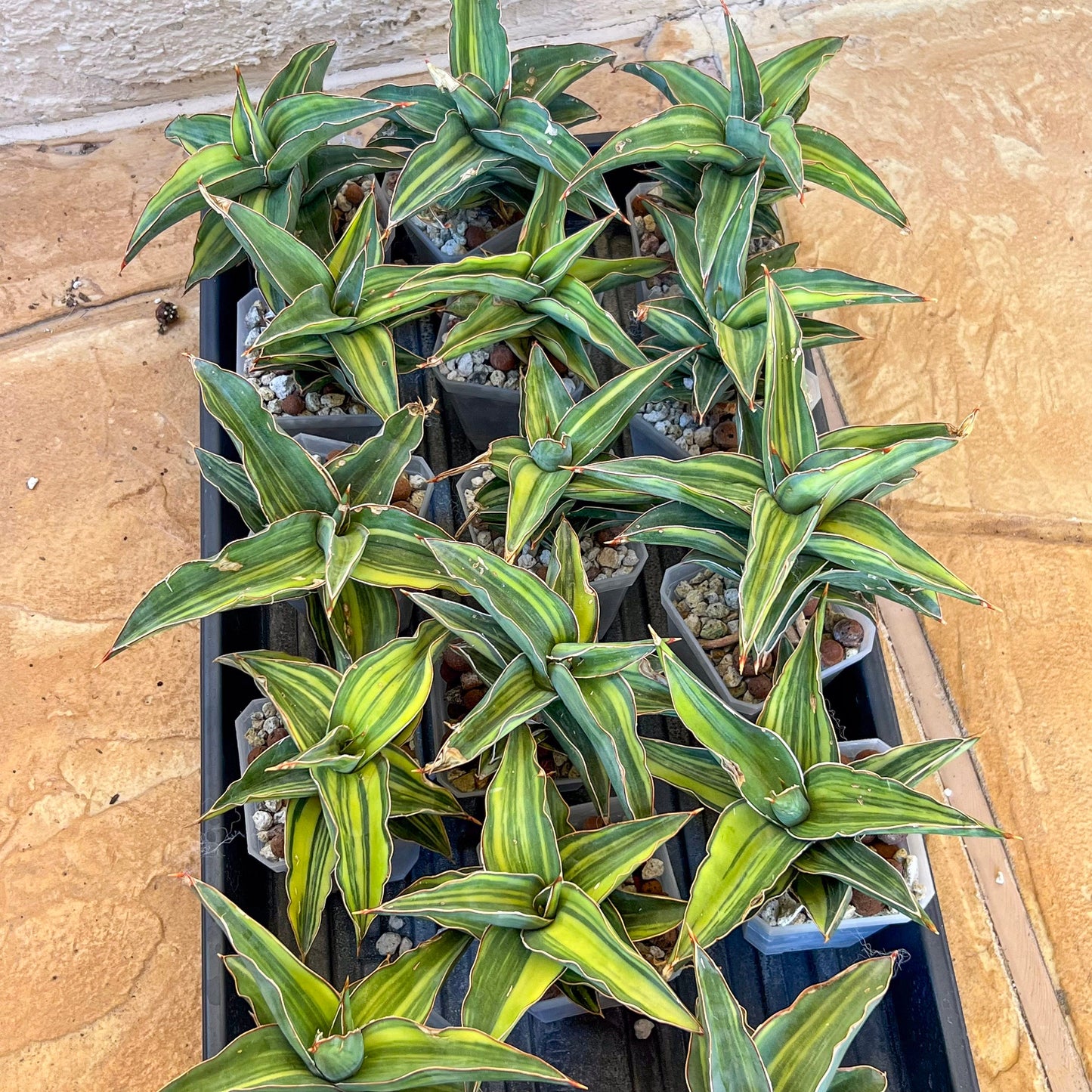 Sansevieria Blue Leaf Variegated (#H24) | Rare Imported House Plants