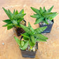 Sansevieria Mini Gold (#AC2) | Rare Imported House Plants | 2' Pot