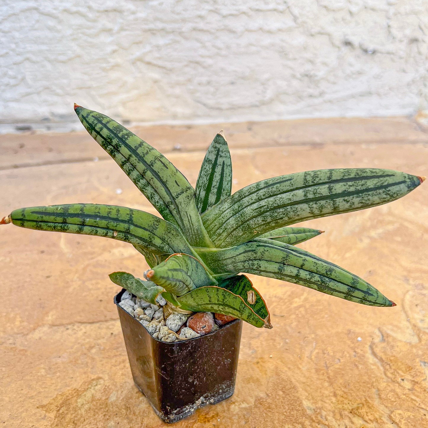 Sansevieria Rocker (#AC8) | Rare Imported House Plants | Hybrid Species