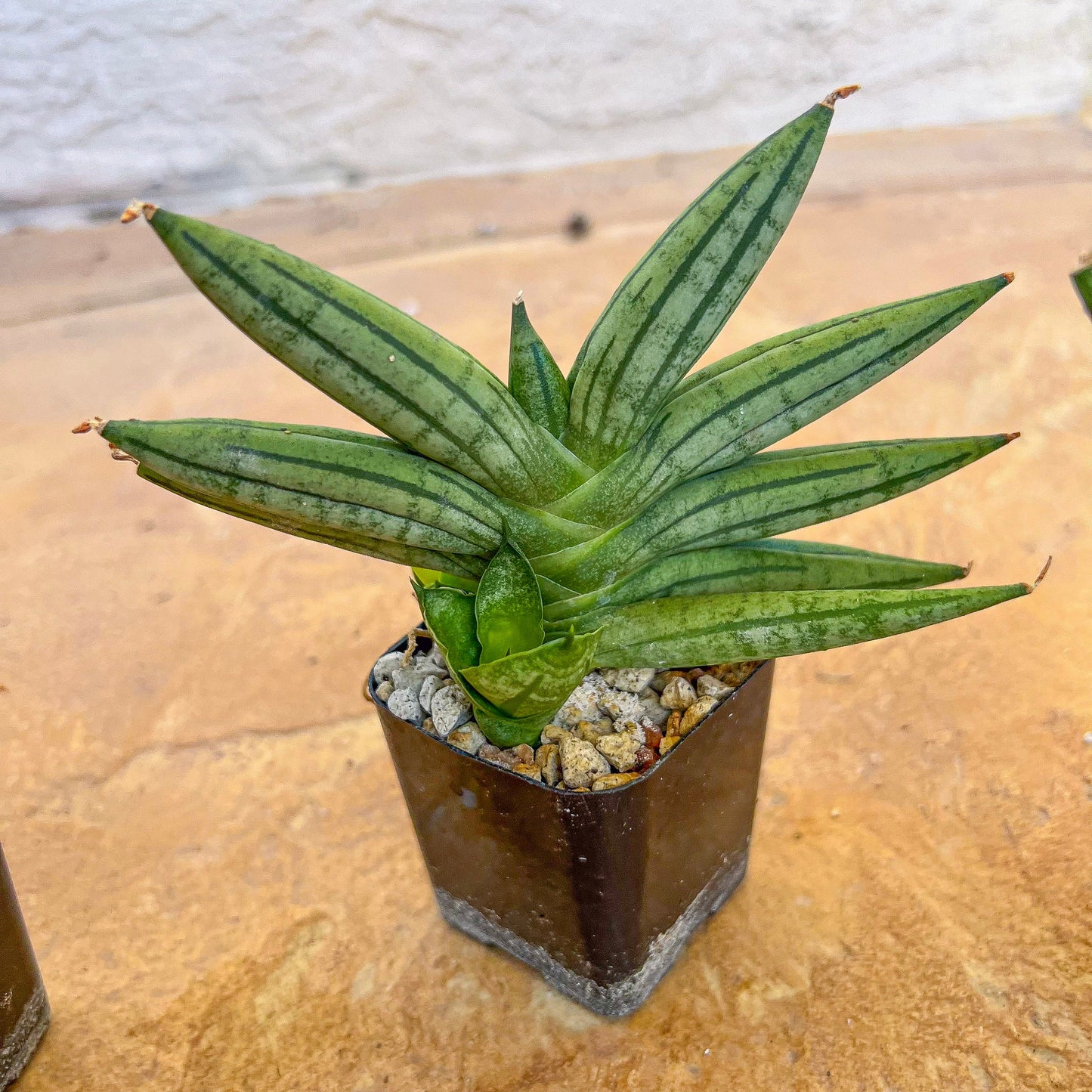 Sansevieria African Zybra (#AC9) | Rare Imported House Plants | In 2Inch Planter