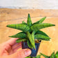 Sansevieria Penguin (#AC5) | Imported Hybrids | 2" Pots